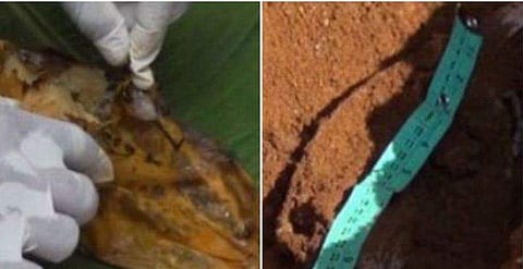 പിഞ്ചുകുഞ്ഞിന്റെ മൃതദേഹമെന്ന് സംശയം; ഖബറില്‍ നിന്ന് പുറത്തെടുത്തത് വെള്ള തുണിയില്‍ പൊതിഞ്ഞ വെള്ളരിക്ക