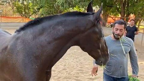 കുതിരയ്‌ക്കൊപ്പം പ്രഭാത ഭക്ഷണം; ഇലകള്‍ കഴിച്ച് സല്‍മാന്‍ ഖാന്‍! വീഡിയോ വൈറല്‍