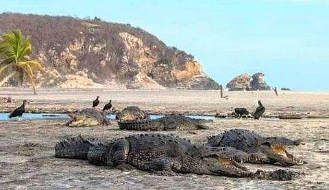 ബീച്ചില്‍ വെയില്‍ കായുന്ന മുതലകള്‍; ലോക്ക്ഡൗണ്‍ കാലത്തെ ദൃശ്യങ്ങള്‍