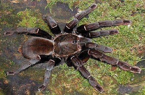 ചിലന്തി വിഷം ഔഷധമാണ്! മാരക വേദനകളെ ഇല്ലാതാക്കുമെന്ന് പഠനം