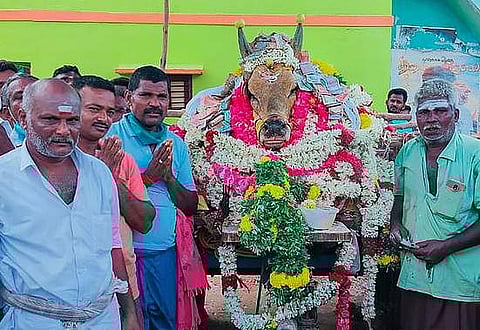 ചത്ത ജെല്ലിക്കെട്ട്‌ കാളയ്‌ക്ക്‌ അന്ത്യോപചാരമര്‍പ്പിക്കാന്‍ ഒത്തുകൂടിയത്‌ ആയിരങ്ങള്‍; മൂവായിരം പേര്‍ക്കെതിരെ കേസ്‌