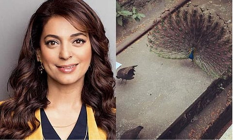 ലോക്ക്ഡൗണ്‍ കാലത്ത് ജൂഹിക്ക് അതിഥികളായി മയിലുകള്‍, കൂടുതല്‍ ചിത്രങ്ങളുമായി ദിയയും; രസകരമായ കമന്റുകള്‍ കുറിച്ച് ആരാധകര്‍ 