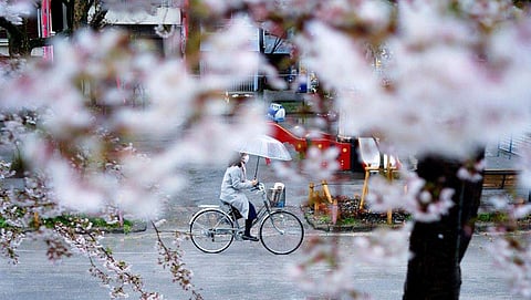 ചിത്രം: എ പി