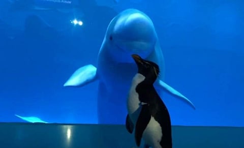 കൊറോണ പേടിയിൽ അക്വേറിയം അടച്ചു; ചില്ലുകൂട്ടിൽ കഴിയുന്ന സ്രാവിനെ കാണാൻ പെൻ​ഗ്വിൻ എത്തി; വിഡിയോ വൈറൽ