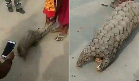 വംശനാശഭീഷണി നേരിടുന്ന ഈനാംപേച്ചിയെ പിടികൂടി, വാലില്‍ പിടിച്ചപ്പോള്‍ വട്ടംകറങ്ങി (വീഡിയോ)