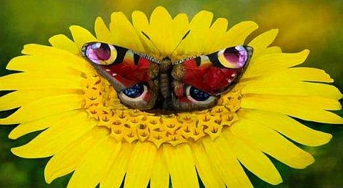ഈ സൂര്യകാന്തി പൂവിൽ നിന്ന് തേൻ കുടിക്കുന്നത് ചിത്രശലഭമല്ല; സൂക്ഷിച്ച് നോക്കു (വീഡിയോ)