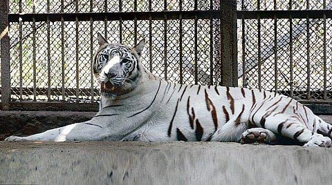 ഡൽഹി മൃ​ഗശാലയിലെ വെള്ളക്കടുവ ചത്തു; സാംപിൾ പരിശോധനയ്ക്കയച്ചു