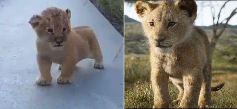 ഇതാ മറ്റൊരു 'സിംബ'; ആനിമേഷന്‍ അല്ല ഒറിജിനല്‍; ക്യൂട്ടെന്ന് സോഷ്യല്‍ മീഡിയ (വീഡിയോ)