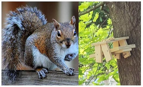 ഇങ്ങനെയുമാകാം ലോക്ക്ഡൗണ്‍; അണ്ണാന്മാര്‍ക്ക് ഒരുക്കിയ പിക്‌നിക് ടേബിളിന്റെ ചിത്രം വൈറല്‍ 