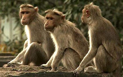 കോവിഡ് കുരങ്ങുകളിലേക്കും വ്യാപിക്കാം; കരുതണമെന്ന് മുഖ്യമന്ത്രി