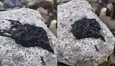 180 അടി വരെ നീളമുളള 'അജ്ഞാത ജീവി'; കറുത്ത രൂപത്തെ കണ്ട് ഞെട്ടി ലോകം ( വീഡിയോ)