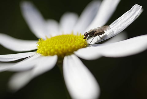 കവിതയുടെ ഇന്ദ്രജാലം
