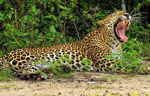 വീട്ടില്‍ നിന്ന് പുറത്തിറങ്ങിയ 68കാരിക്ക് നേരെ പുലിയുടെ ആക്രമണം; ദാരുണാന്ത്യം