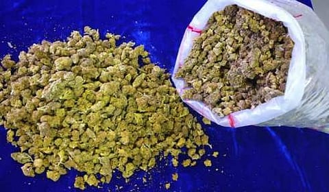 28 കിലോ കഞ്ചാവ് വീട്ടുമുറ്റത്ത് കുഴിച്ചിട്ട നിലയിൽ; പൊലീസ് പിടിച്ചെടുത്തു