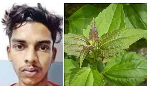 കഞ്ചാവിന് പകരം കമ്യൂണിസ്റ്റ് പച്ച ഉണക്കി നല്‍കി ;  യുവാവിനെ തട്ടിക്കൊണ്ടുപോയി മര്‍ദിച്ച കേസിൽ ഒരാൾ അറസ്റ്റിൽ