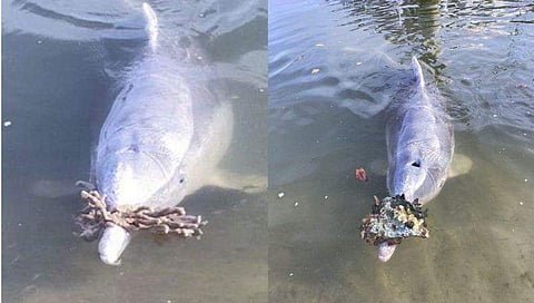 കൂടെ കളിക്കാന്‍ വരാത്തത് എന്താണ്? കടലില്‍ നിന്ന് സമ്മാനങ്ങളുമായി മനുഷ്യരെ തേടിയെത്തി ഡോള്‍ഫിനുകള്‍