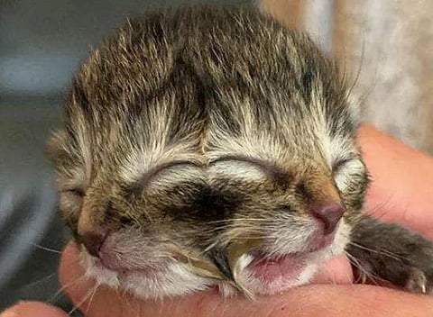 നാല് കണ്ണും രണ്ട് മൂക്കും രണ്ട് വായയും; റെക്കോർഡുകൾക്കൊന്നും കാത്തു നിൽക്കാതെ ബിസ്കറ്റും ​ഗ്രാവിയും വിട പറഞ്ഞു