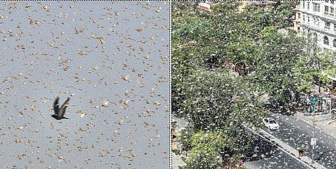 ഉത്തർപ്രദേശിലും വെട്ടുകിളി ആക്രമണം; ജാ​ഗ്രതാ നിർദ്ദേശം (വീഡിയോ)