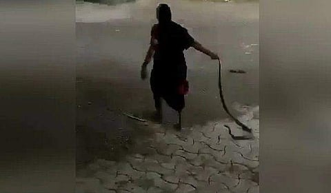 ഒരു കൂസലുമില്ലാതെ മൂര്‍ഖനെ വലിച്ചിഴച്ച് പ്രായമായ സ്ത്രീ, തുറസായ സ്ഥലത്തേയ്ക്ക് ഒറ്റയേറ് (വീഡിയോ)