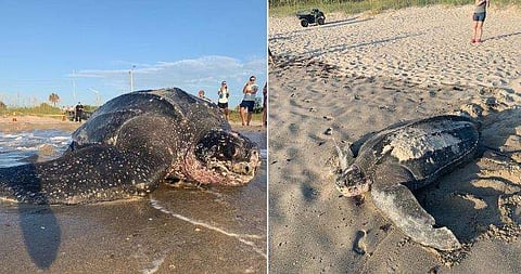 അപൂർവങ്ങളിൽ അപൂർവം; 800 പൗണ്ട് തൂക്കമുള്ള ഭീമൻ കടലാമ വീണ്ടും ആ കരയിലെത്തി; നാല് വർഷങ്ങൾക്ക് ശേഷം