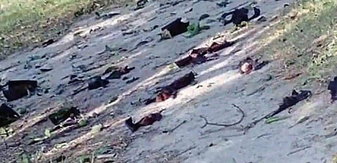 വവ്വാലുകള്‍ കൂട്ടത്തോടെ ചത്തു വീണു, അപശകുനമെന്ന് നാട്ടുകാര്‍: ആശങ്ക