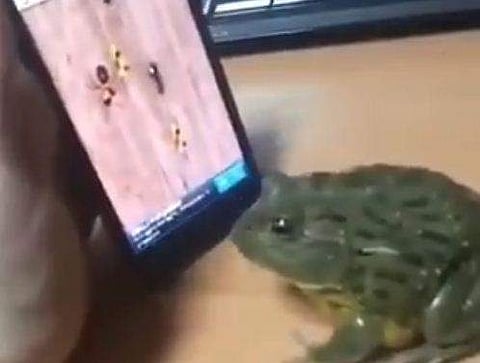 ഉറുമ്പുകളെ മൊബൈലില്‍ കാണിച്ച് കബളിപ്പിച്ചു, ക്ഷമ നശിച്ച തവള വിരല്‍ കടിച്ചു പൊട്ടിച്ചു ( വീഡിയോ)