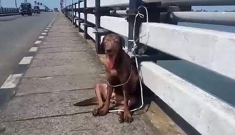 നീണ്ടകര പാലത്തിന് മുകളിൽ വളർത്തു നായയെ കെട്ടിയിട്ട നിലയിൽ കണ്ടെത്തി; ഒടുവിൽ മോചനം