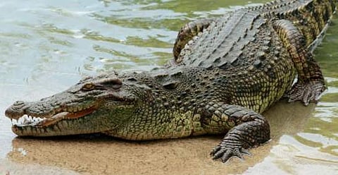 മുതലയുടെ വായില്‍ അകപ്പെട്ടു;  കല്ലെറിഞ്ഞ് രക്ഷപ്പെടുത്തി കുട്ടിക്കൂട്ടം; 51 കാരിക്ക് പുതുജീവന്‍