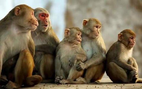 കോവിഡ് പരിശോധനയ്ക്കുള്ള സാംപിളുകള്‍ തട്ടിപ്പറിച്ച് കുരങ്ങന്‍മാര്‍ കടന്നുകളഞ്ഞു; ആശങ്ക (വീഡിയോ)