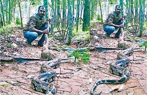 16അടി നീളം, 45കിലോ തൂക്കം; കോഴിയെ തിന്നാൻ എത്തിയ ഭീമൻ പെരുമ്പാമ്പ് പിടിയിൽ