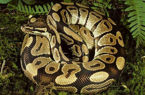 ലോക്ക്ഡ‍ൗണിൽ പെരുമ്പാമ്പ് മുട്ടയിട്ട് അടയിരുന്നത് പൂട്ടിയിട്ട ജ്വല്ലറിയിൽ!