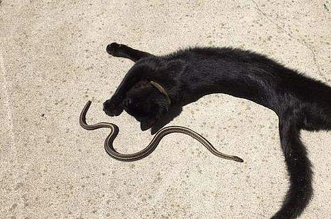 പാമ്പിനൊപ്പം 'വെയില്‍ കായുന്ന' പൂച്ച; ചിത്രങ്ങള്‍ 