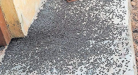 വീട് കയ്യേറി കരിഞ്ചെളളുകൾ, ആഹാരം പാചകം ചെയ്യാൻ പോലും കഴിയുന്നില്ല; താമസം മാറി വീട്ടുകാർ