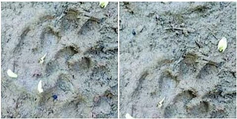 7 ഇഞ്ച് വീതി, 8 ഇഞ്ച് നീളം ; വീട്ടുമുറ്റത്തുവരെ അജ്ഞാതജീവിയുടെ കാൽപാടുകൾ; ആശങ്കയോടെ നാട്ടുകാർ