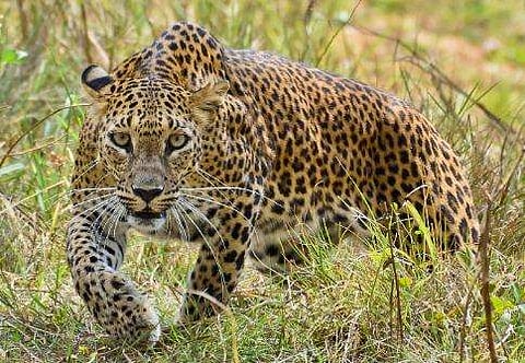 പുലിയുടെ ആക്രമണം; പത്തനംതിട്ടയിൽ യുവാവ് മരിച്ചു