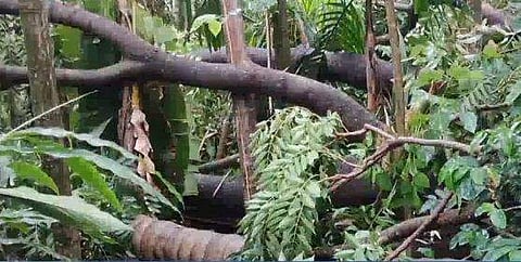 കനത്ത കാറ്റും മഴയും; ഇടുക്കിയിൽ വ്യാപക നാശനഷ്ടം; നിരവധി വീടുകൾ തകർന്നു