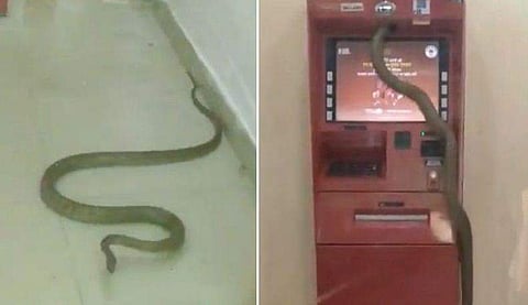 എടിഎമ്മിനുള്ളില്‍ ഉഗ്ര വിഷമുള്ള മൂര്‍ഖന്‍; കൂറ്റന്‍ പാമ്പിനെ കണ്ട് ഭയപ്പെട്ട് പണം പിന്‍വലിക്കാനെത്തിയവര്‍ (വീഡിയോ)