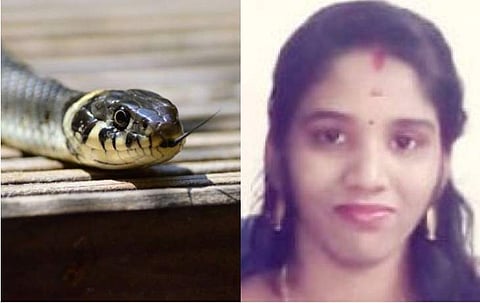 പാമ്പുകടിയേറ്റു ചികിത്സയിലിരിക്കെ യുവതിക്ക് വീണ്ടും പാമ്പുകടിയേറ്റു; ദാരുണാന്ത്യം 