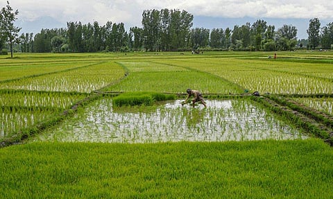 കര്‍ഷകര്‍ക്ക് ആശ്വാസനടപടികള്‍; നെല്ല് ഉള്‍പ്പെടെ 14 വിളകളുടെ കുറഞ്ഞ താങ്ങുവില 83 ശതമാനം വരെ ഉയര്‍ത്തി, വായ്പ തിരിച്ചടവിന് സാവകാശം