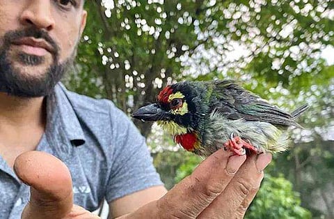 അച്ഛന്‍ ആ പക്ഷിയെ കയ്യിലെടുത്തു, വെള്ളം കൊടുത്ത് ഉണര്‍ത്തി; തളര്‍ന്ന് വീണ പക്ഷിക്ക് രക്ഷകനായി ധോനി