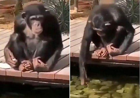 ഇനി പറയു, കുരങ്ങന്‍മാരല്ലേ നമ്മുടെ പൂര്‍വികര്‍; 'മീനൂട്ട്' നടത്തി ചിമ്പാന്‍സി (വീഡിയോ)