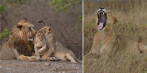 ​ഗിർ വനത്തിൽ സിംഹങ്ങളുടെ എണ്ണം വർധിച്ചു; വിഹാര പാതയും കൂടി; 'വളരെ നല്ല രണ്ട് വാർത്തകളെ'ന്ന് പ്രധാനമന്ത്രി