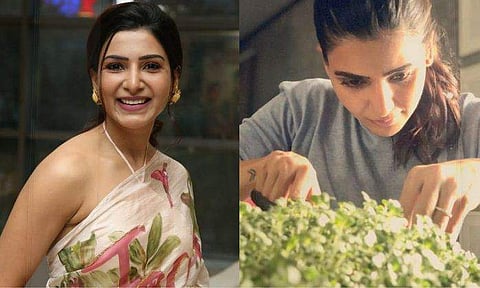 ലോക്ക്ഡൗൺകാല കൃഷിയിൽ സന്തോഷം കൊയ്ത് സാമന്ത; വിളവെടുപ്പു ചിത്രങ്ങൾ പങ്കുവച്ച് നടി