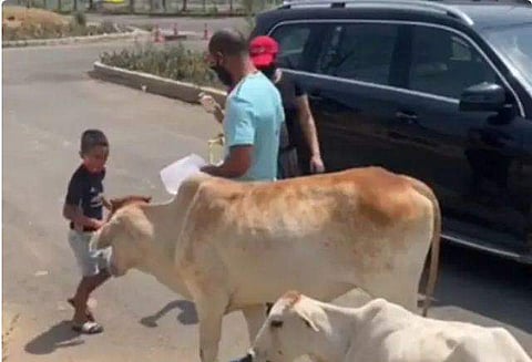 തെരുവില്‍ അലഞ്ഞ കന്നുകാലികളുടെ വിശപ്പടക്കാന്‍ ധവാനും കുടുംബവും; കയ്യടിച്ച് ആരാധകര്‍