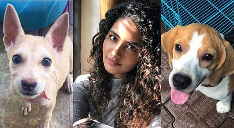 'ആകെ തകർന്ന അവസ്ഥയിലാണ്', പാർവോ വൈറസ് പിടിപെട്ട് റമ്മിനെയും ടോഡിയെയും നഷ്ടപ്പെട്ടു: അനുപമ പരമേശ്വരൻ