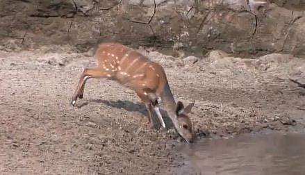 ആ മാനിന് എന്ത് സംഭവിച്ചു? അമ്പരപ്പിക്കുന്ന ദൃശ്യങ്ങൾ (വീഡിയോ)