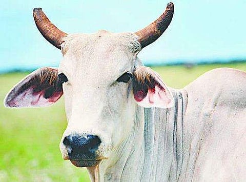 കന്നുകാലി ഫാം തുടങ്ങുന്നതിൽ വിരോധം; പശുക്കളെ കമ്പിവടി കൊണ്ട് കുത്തി; നാല് പേർക്കെതിരെ കേസ്