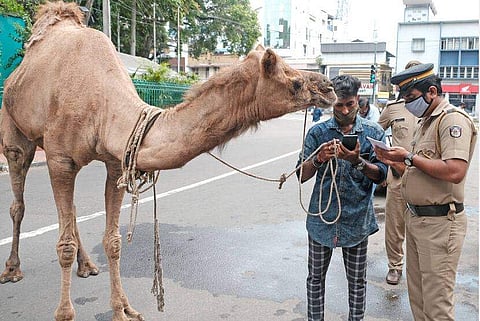 ഒട്ടകത്തെക്കൊണ്ട് കാര്‍ വലിപ്പിച്ച് സമരം: കേരള കോണ്‍ഗ്രസ് നേതാക്കള്‍ക്കും പ്രവര്‍ത്തകര്‍ക്കുമെതിരെ കേസ്
