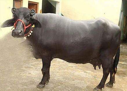 'അവളുടെ പാല്‍ കുടിച്ചാണ് ഞാന്‍ പൊലീസായത്, ഇപ്പോള്‍ പ്രത്യുപകാരം ചെയ്യാന്‍ സമയമായി'- ഉദ്യോഗസ്ഥന്റെ അവധി അപേക്ഷ; വിചിത്രം!