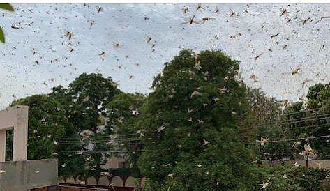 വെട്ടുകിളികള്‍ ഡല്‍ഹിയിലും എത്തി, നഗരവാസികള്‍ ആശങ്കയില്‍ ( വീഡിയോ)